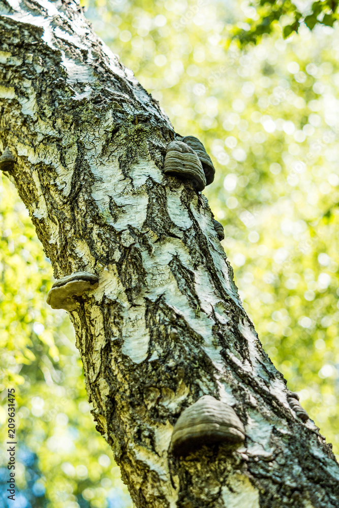 Obraz premium close up of rough surface tree trunk with couple white mushrooms under day light