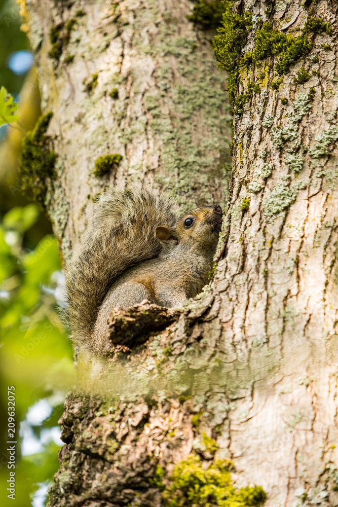 cute brown squirrel hiding between two branches. cute brown squirrel hiding between two branches.