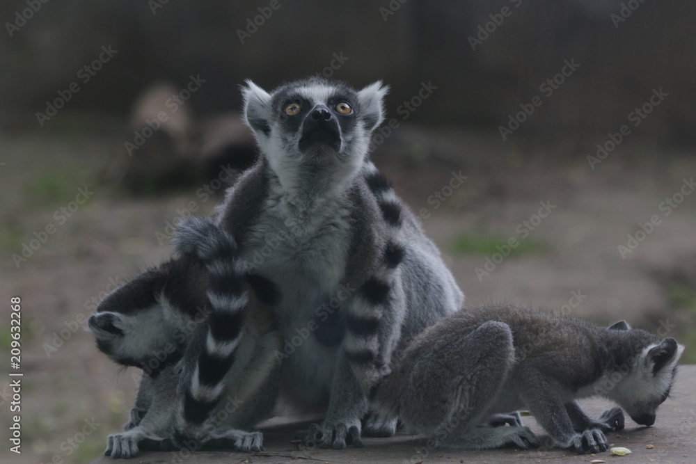 Fototapeta premium ring lemur sitting on the ground