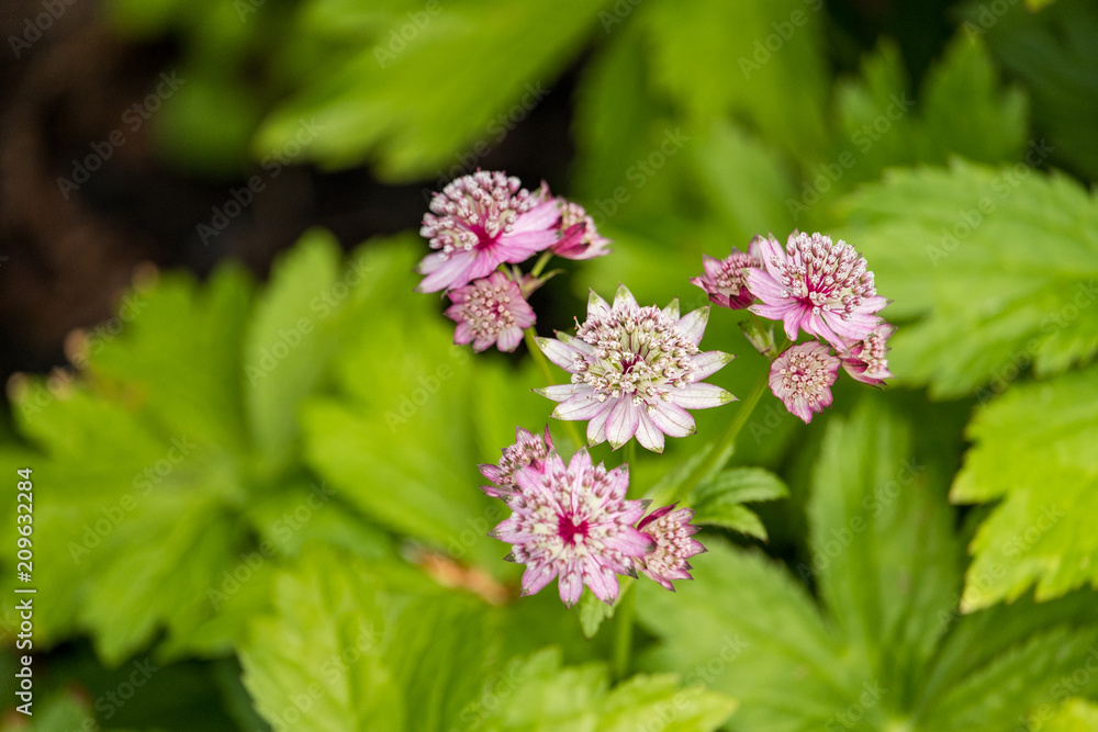 pink great master flower with green background in the shade pink great master flower with green background in the shade