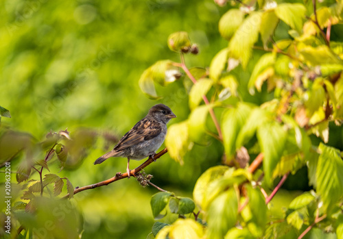 little sparrow hiding behind green leaves on tree branch in the shade