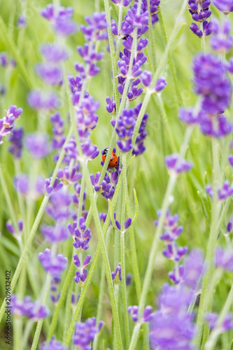 tiny ladybug hiding in the lavender field