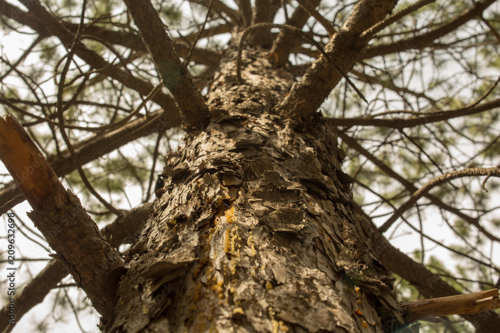 Fototapeta premium pine tree body and branches