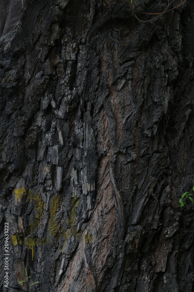 bark of a tree bark of a tree