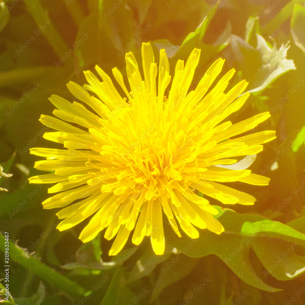 Daisy flower on a grass background Daisy flower on a grass background
