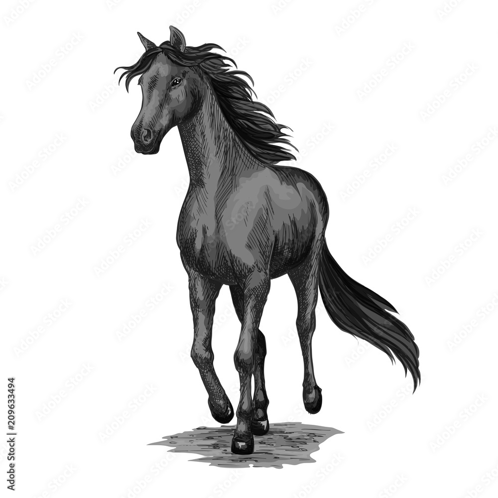 Horse running sketch of galloping black stallion