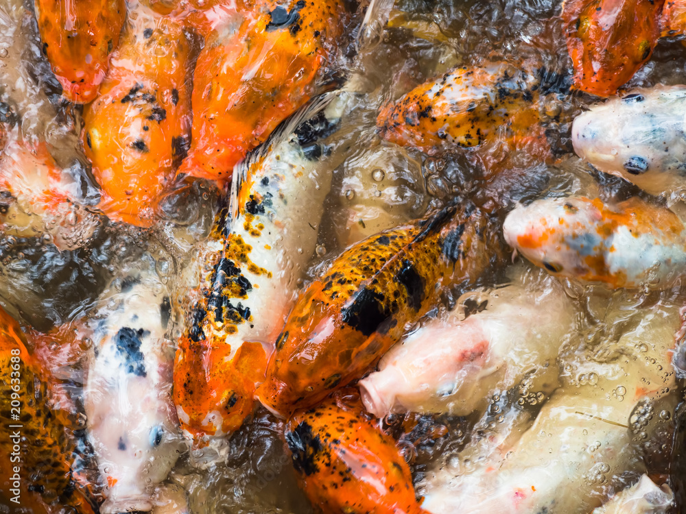 Japanese koi feeding Japanese koi feeding