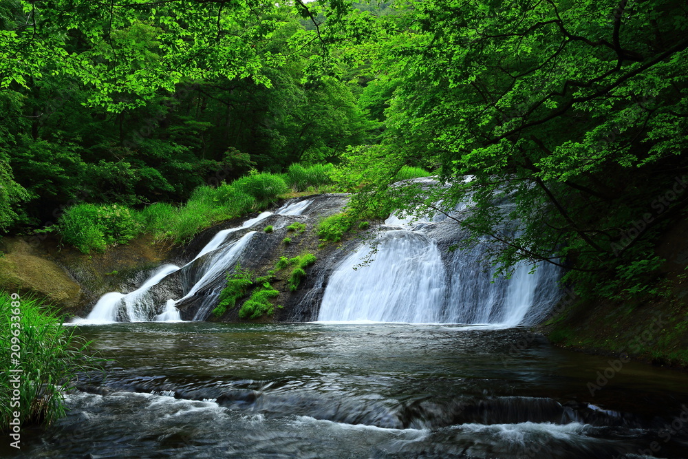 Fototapeta premium 夏の釜淵の滝