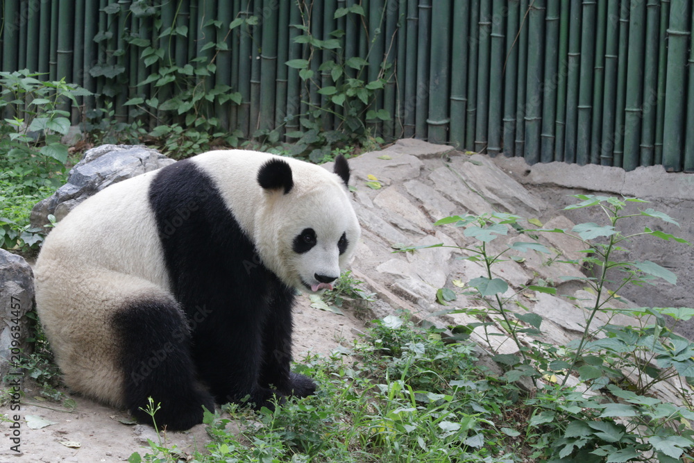 Fototapeta premium Close up Male Panda in Beijing, China