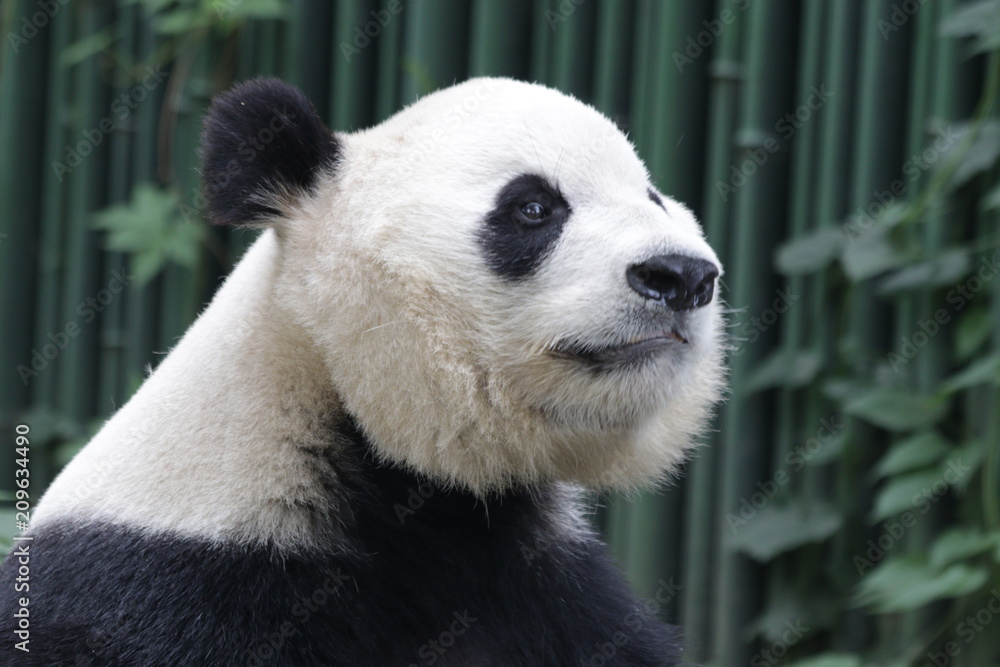 Sweet Face of Giant Panda in Beijing, China Sweet Face of Giant Panda in Beijing, China