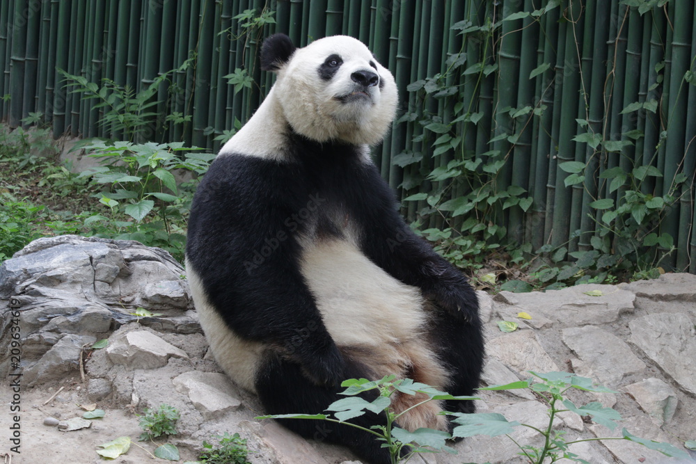 Obraz premium Funny Giant Panda in Beijing is Taking a Rest by Sitting , watching the Audiences