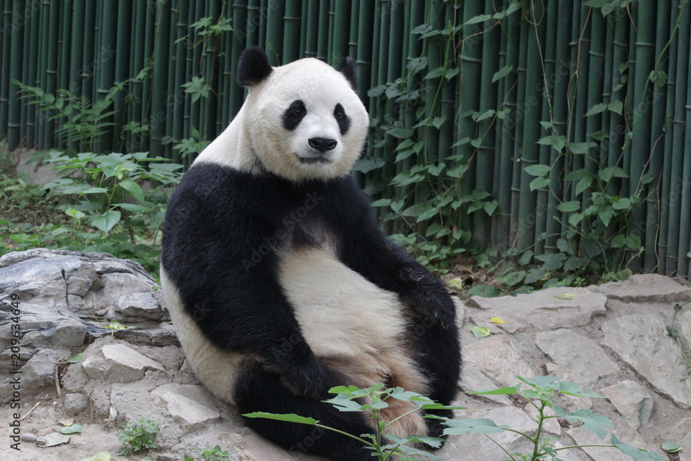 Fototapeta premium Funny Giant Panda in Beijing is Taking a Rest by Sitting , watching the Audiences