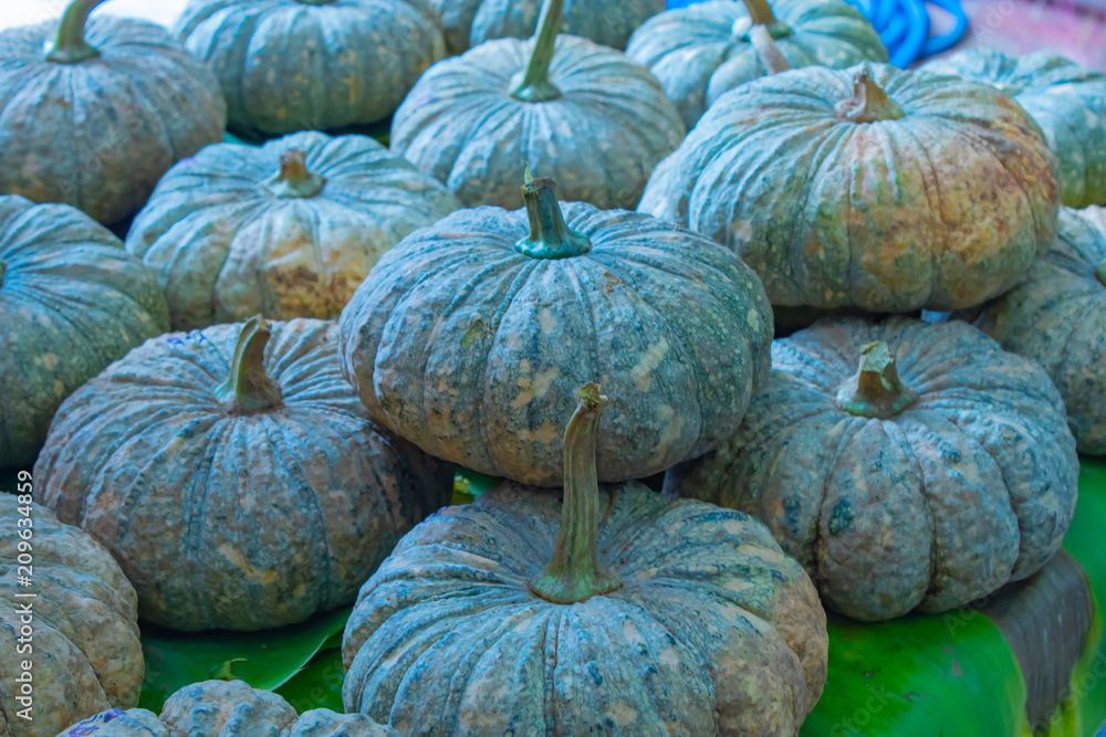 Green pumpkin fresh from the garden