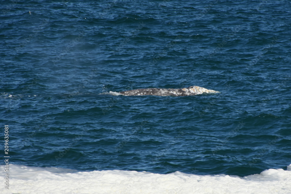 Naklejka premium Whale watching off Oregon Pacific Coast