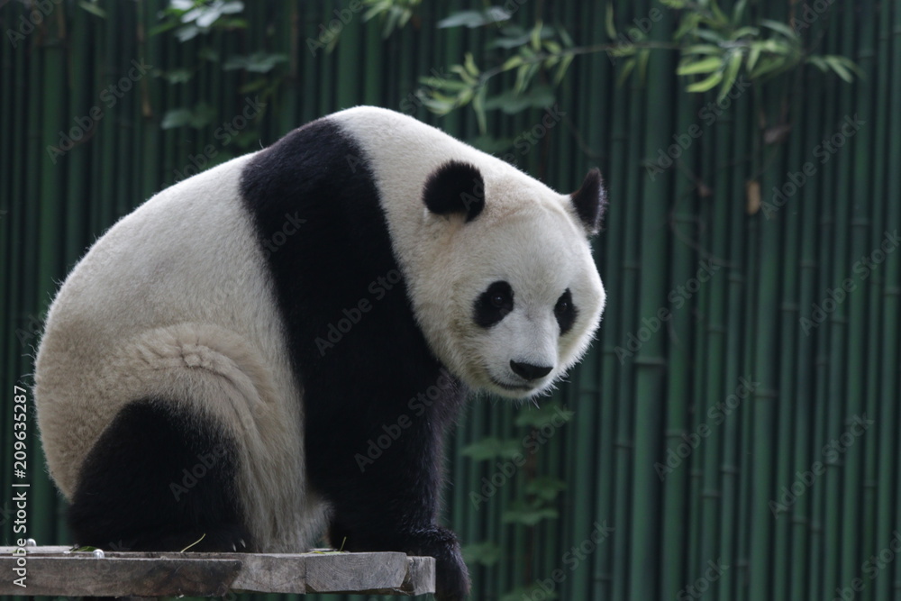 Obraz premium Funny Giant Panda in Beijing is Taking a Rest by Sitting , watching the Audiences