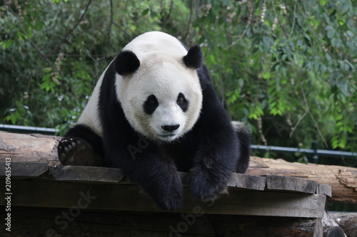 Giant Panda is Looking at the Audiences, Beijing, China