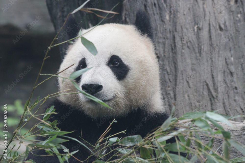 Fototapeta premium Close up Panda's Face , Wolong Giant Panda Nature Reserve, Shenshuping, China