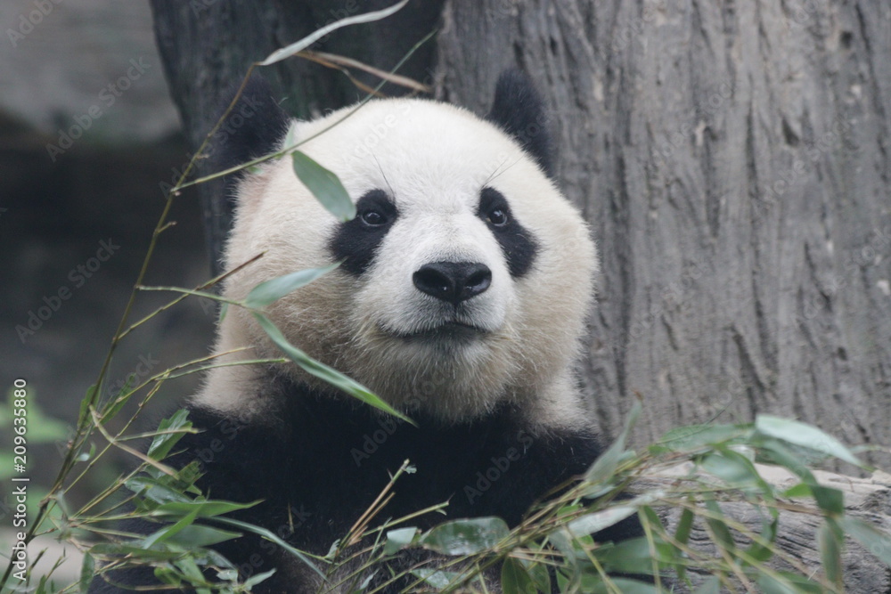 Obraz premium Close up Panda's Face , Wolong Giant Panda Nature Reserve, Shenshuping, China