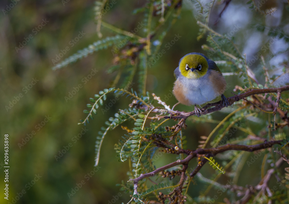 Little waxeye bird sitting in a kowhai tree in winter Little waxeye bird sitting in a kowhai tree in winter