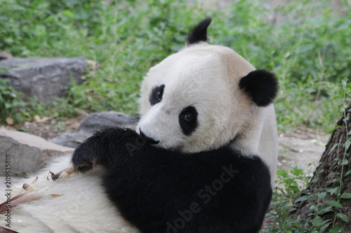 Close up Male Panda in Beijing  China