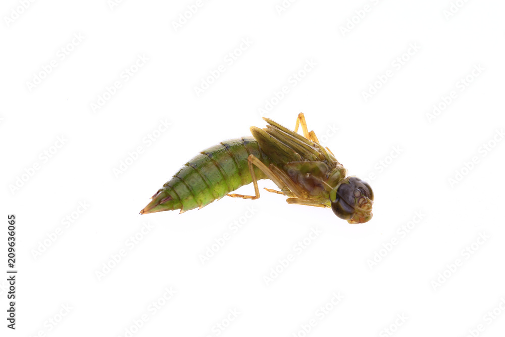 Dragonfly larvae, and on a white background Dragonfly larvae, and on a white background