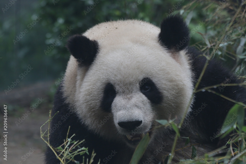 Fluffy Giant Panda's Face Fluffy Giant Panda's Face
