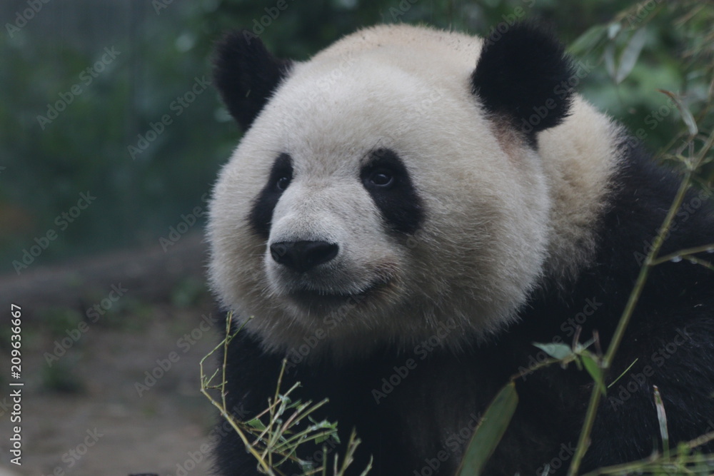 Fluffy Giant Panda's Face