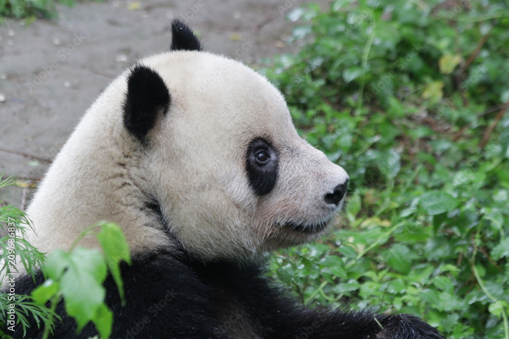 Obraz premium Close up Giant Panda Round Face, Beijing, China