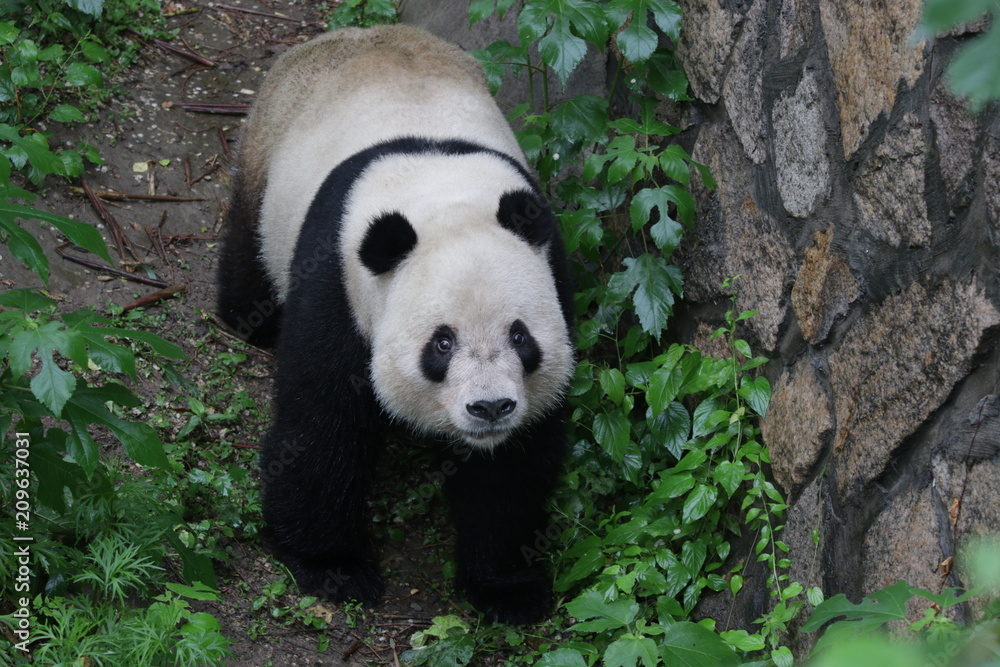 Fototapeta premium Giant Panda in Beijing Zoo, China