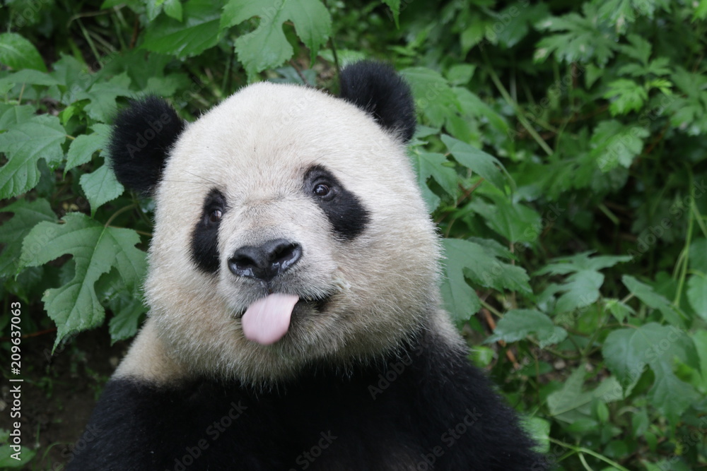 Obraz premium Funny Giant Panda is Pulling his Tongue out, Beijing , China