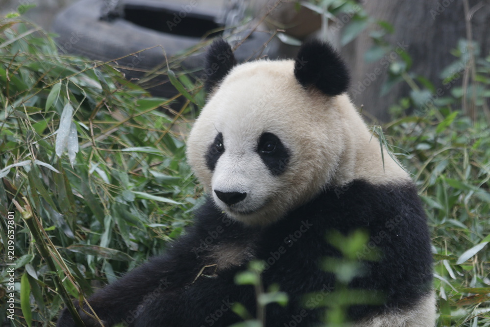Giant Panda in Beijing Zoo, China Giant Panda in Beijing Zoo, China