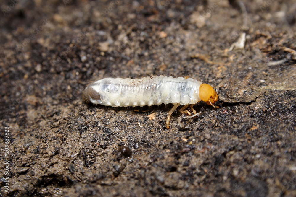 Curl Grub larvae of the cockchafer beetle Curl Grub larvae of the cockchafer beetle