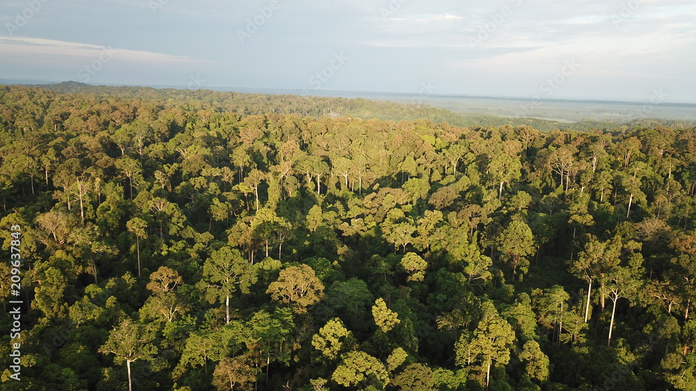 Rainforest. Aerial photo forest canopy  
