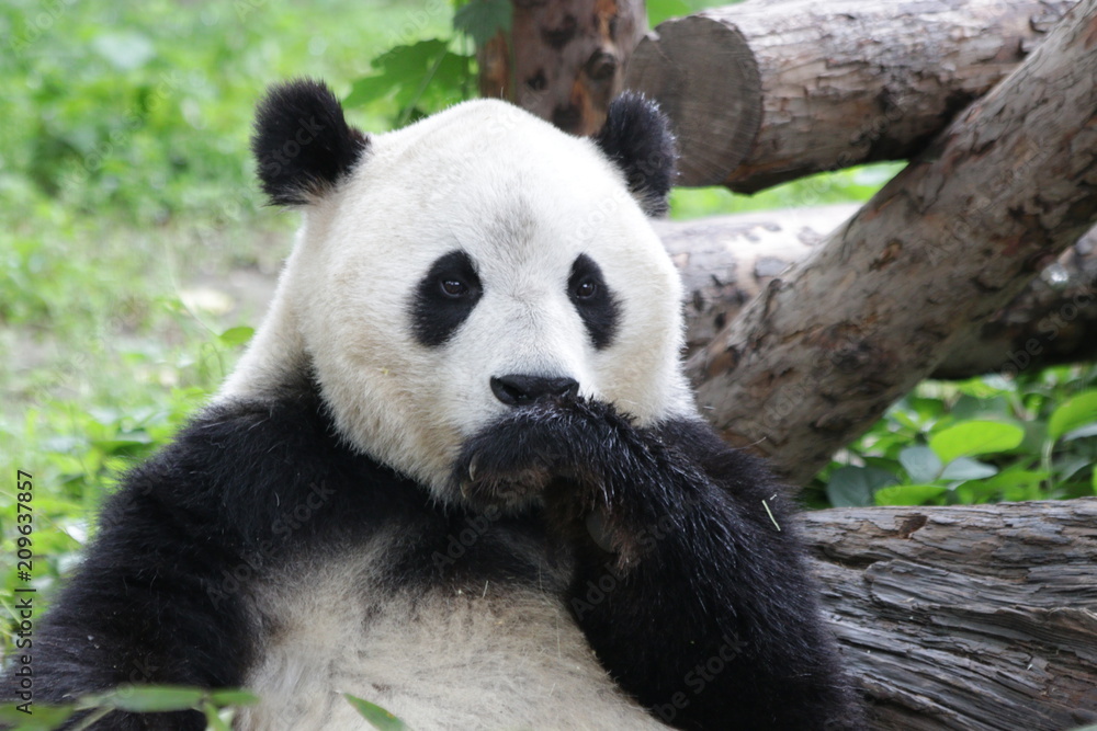 Obraz premium Giant Panda in Beijing Zoo, China