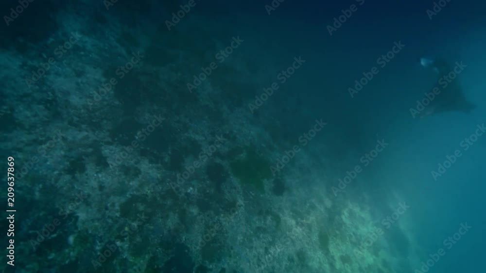 Wild Mantaray and people interaction underwater Wild Mantaray and people interaction underwater