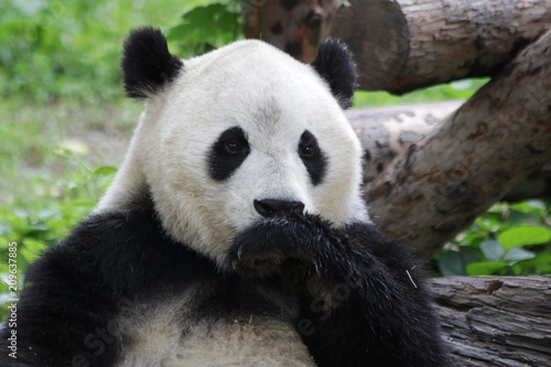 Giant Panda is Licking his Paws, Beijing, china © foreverhappy
