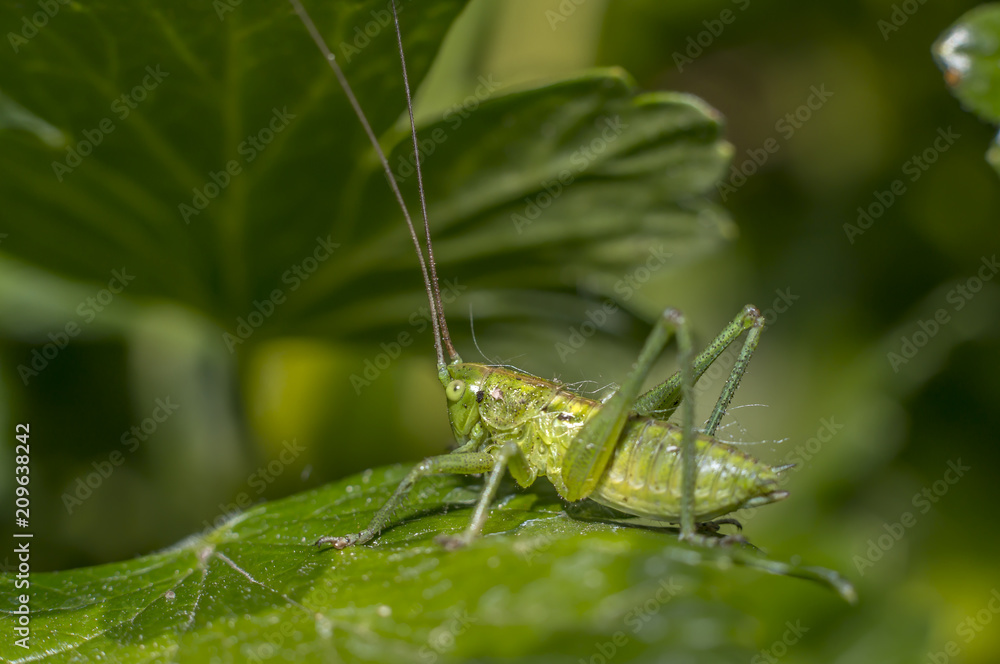 grasshopper at green goosberry bush in my season garden grasshopper at green goosberry bush in my season garden