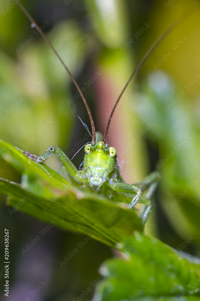 grasshopper at green goosberry bush in my season garden grasshopper at green goosberry bush in my season garden