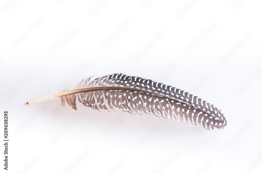 Feather set isolated on white background. Feather set isolated on white background.