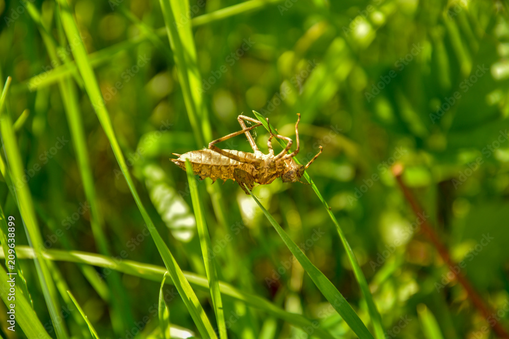 Dead insect skeleton dangling on green grass