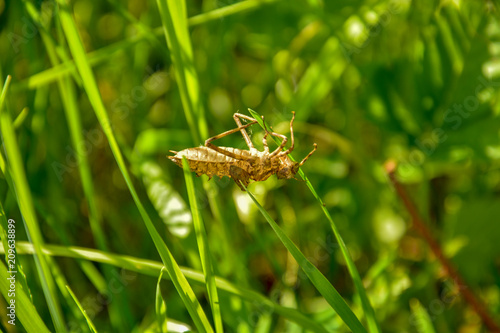 Dead insect skeleton dangling on green grass © Natalia