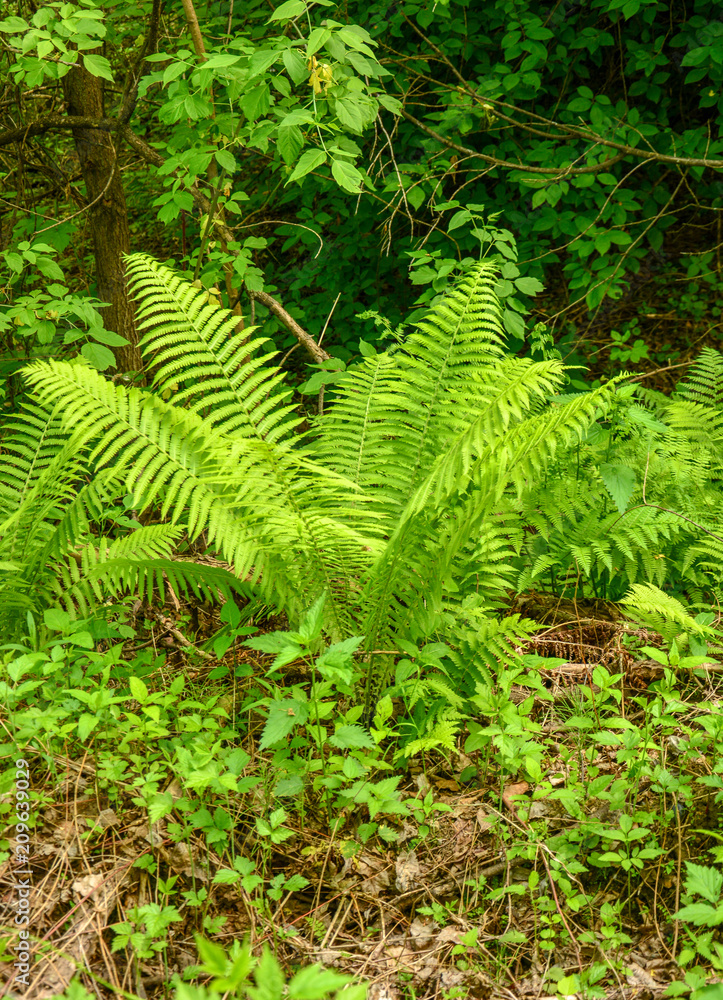 Large green leaves of a forest fern Large green leaves of a forest fern