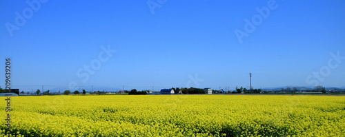 北海道、札幌近郊の菜の花畑の風景