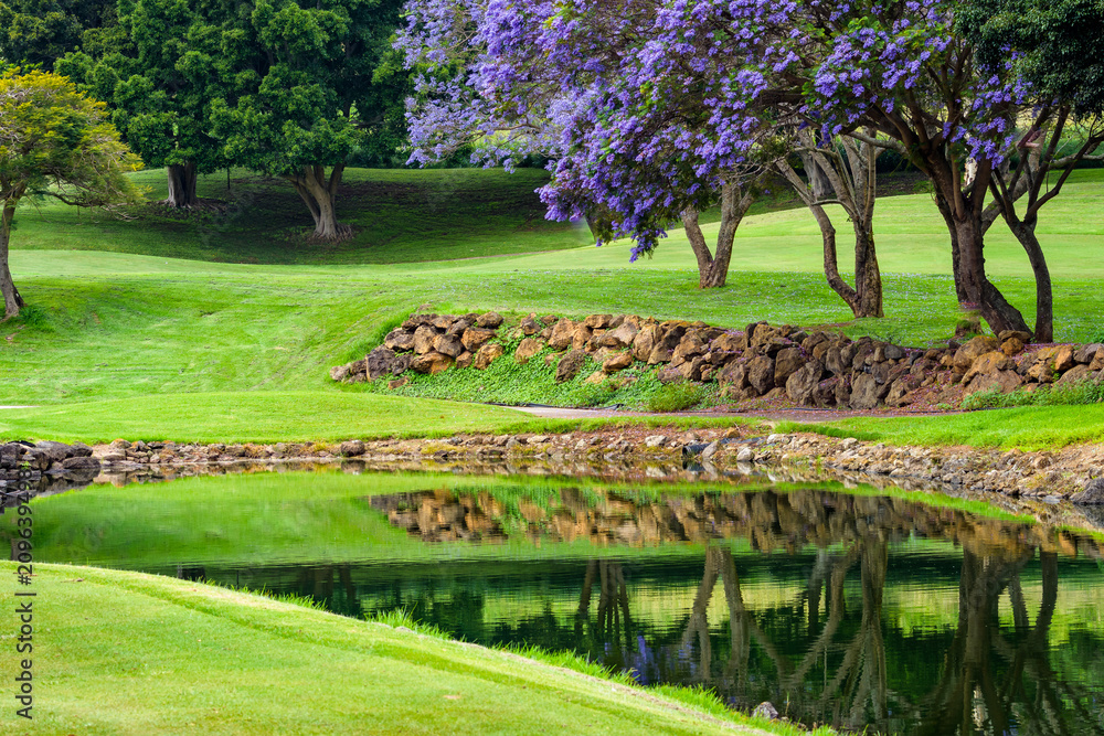 Vibrant tropical golf course landscape with beautiful Jacaranda trees in bloom with purple flowers, reflected in the water of a pond, rock retaining walls, and manicured green lawns, Hawaii
