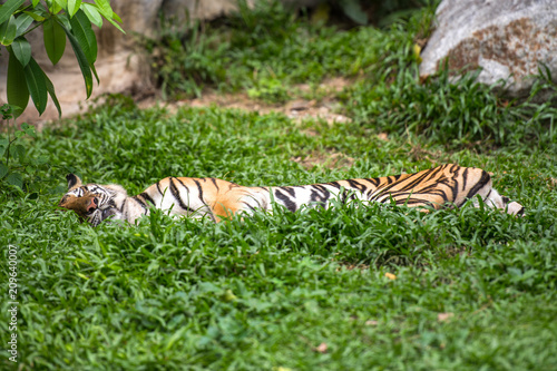 Fototapeta Naklejka Na Ścianę i Meble -  Bengal tiger laying down on grass