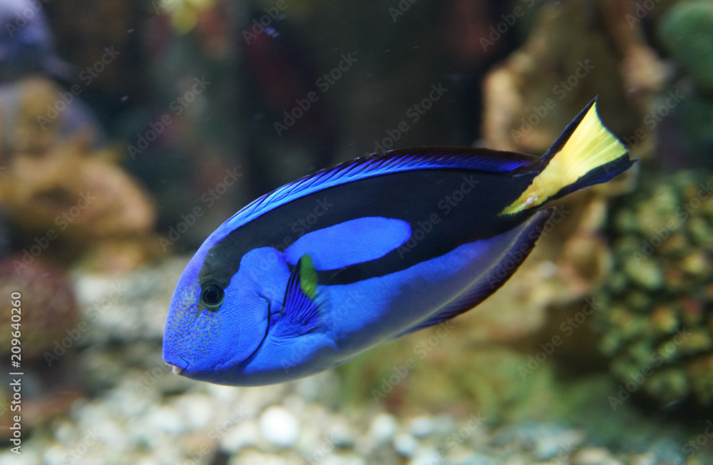 Ταπετσαρία close up on blue tang fish in the reef