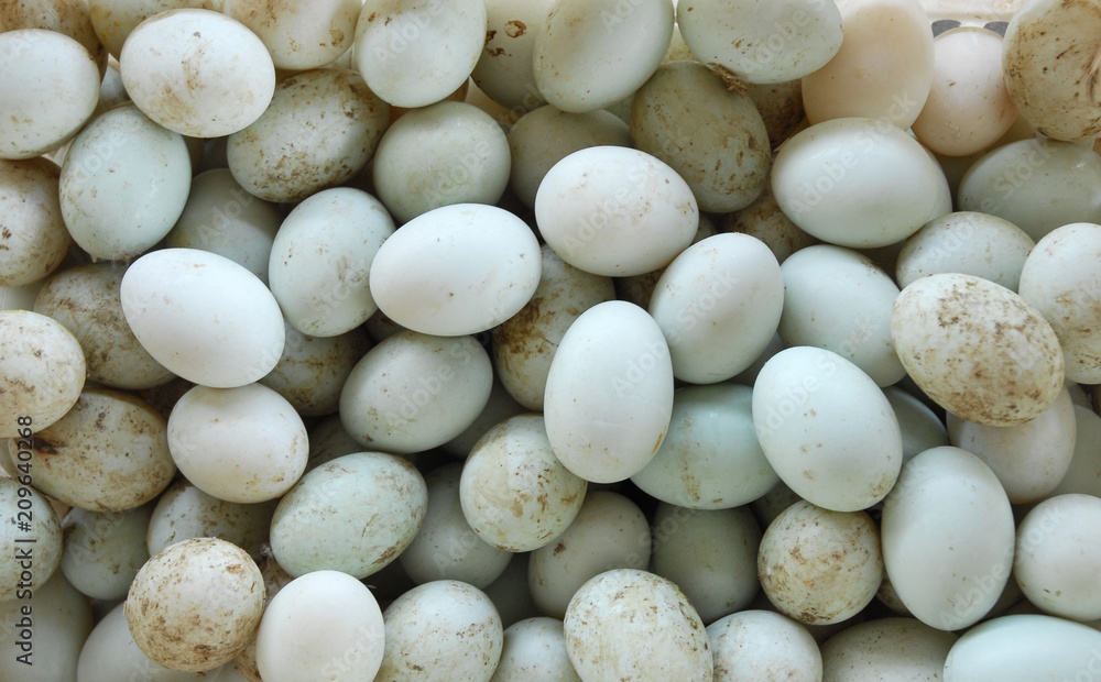 close up on dirty raw duck eggs in pile close up on dirty raw duck eggs in pile