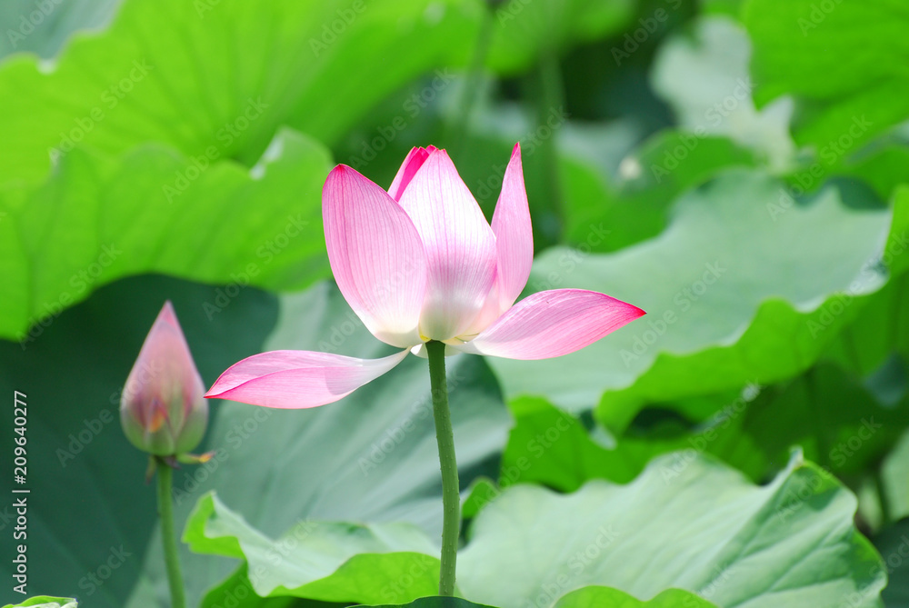 blooming lotus flower in summer pond with green leaves as background blooming lotus flower in summer pond with green leaves as background