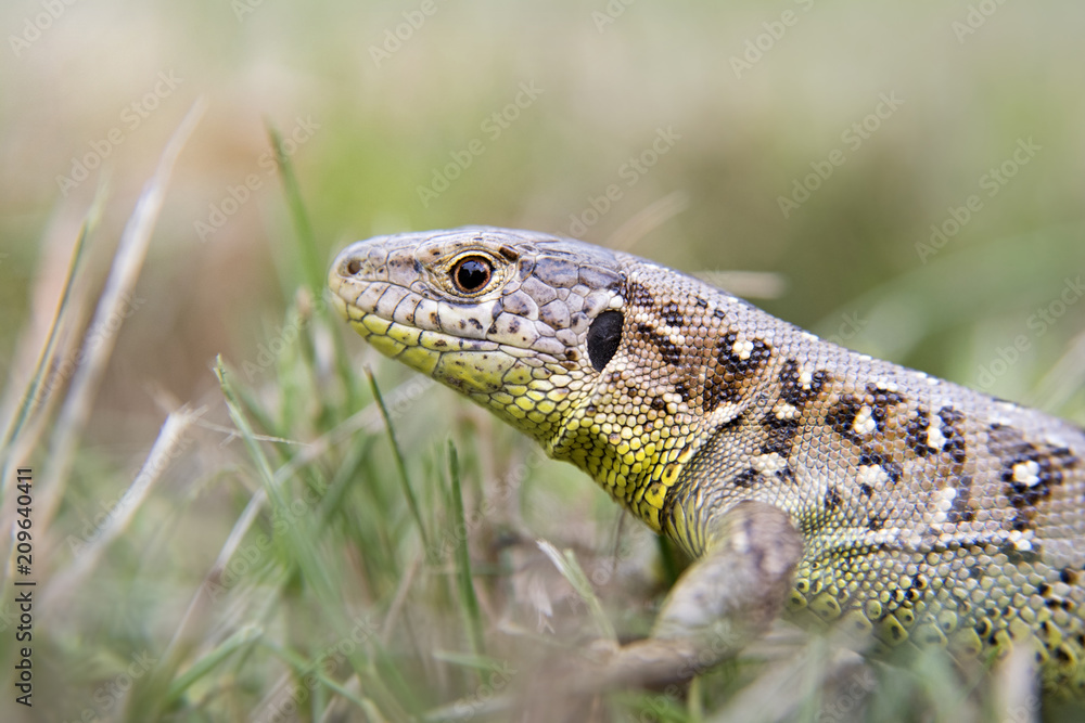 Naklejka premium garden lizard