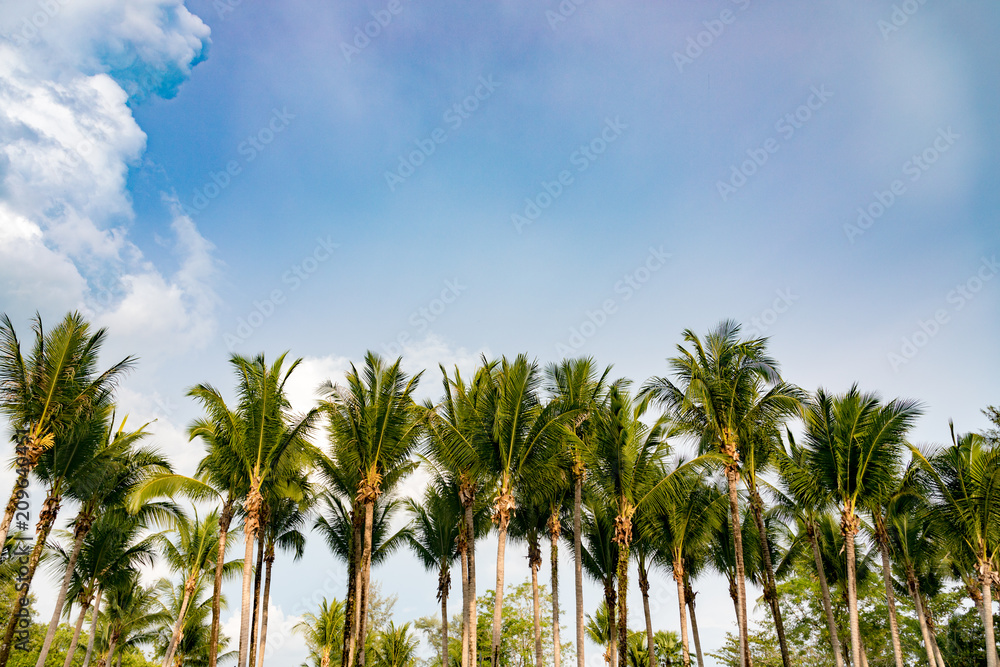 tree palm Coconut garden white cloud blue sky